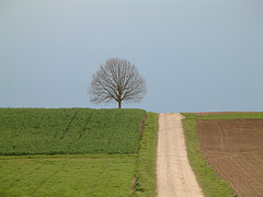 Tree and Road